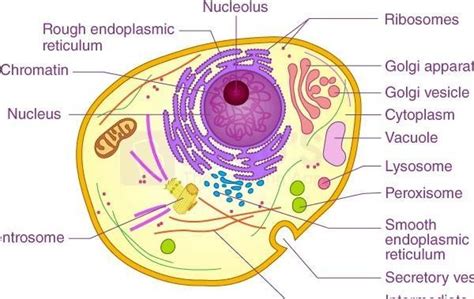 define lysosomes.... - Brainly.in