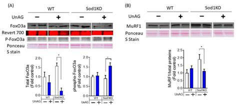Acylated Ghrelin Receptor Agonist HM01 Decreases Lean Body and Muscle ...