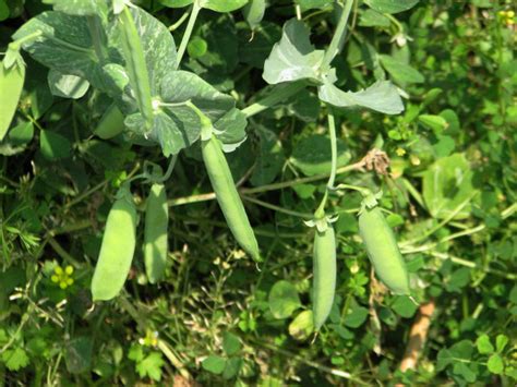 豌豆種植很看中栽培方法，也是增產的重要步驟，或許能幫到你 - 每日頭條
