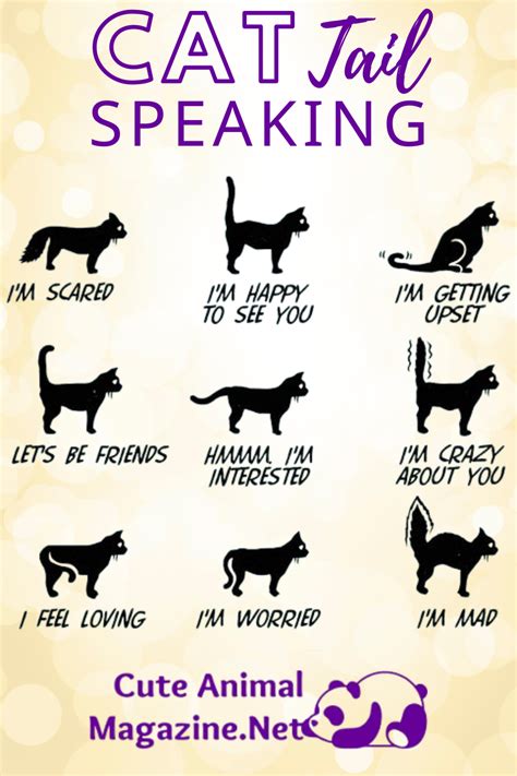 Image result for Cat Language