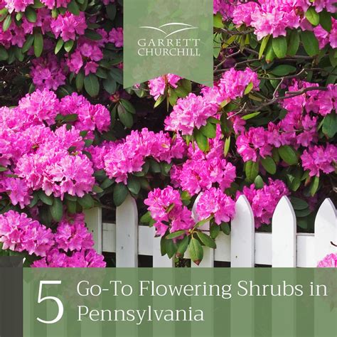 Five Go-To Flowering Shrubs in Pennsylvania