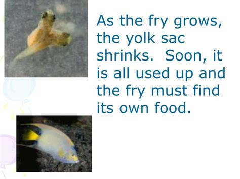 Image result for How Do Fish Reproduce Video