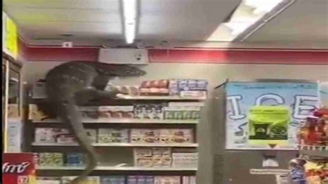 VIRAL: Giant lizard enters supermarket in Indonesia, creates panic ...