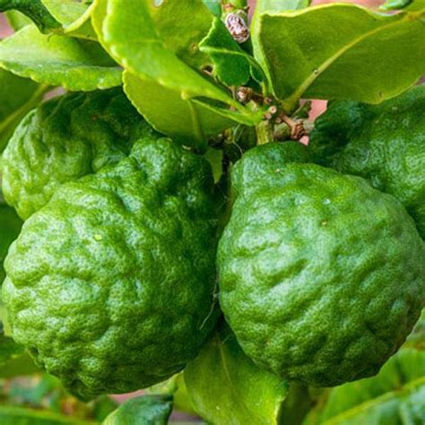 Buy Idlimbu, Sour orange, Citrus aurantium - Plant online from ...