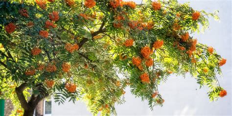 Image result for Mountain Ash Tree Problems