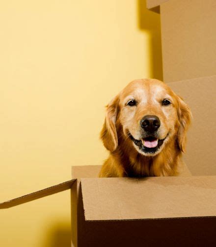 Moving with a Dog: 11 Tips for a Stress-Free Process – Oliver Pet Care ...