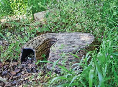 Image result for Snake Catching Adders