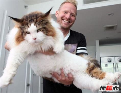 猫当中体型最大的是哪种猫 世界最大的猫_宠物百科 - 养宠客