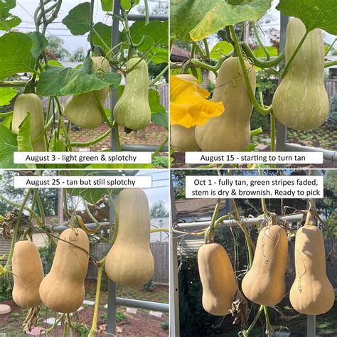 Butternut Squash Plant South Anna Butternut Squash – UJAMAA SEEDS