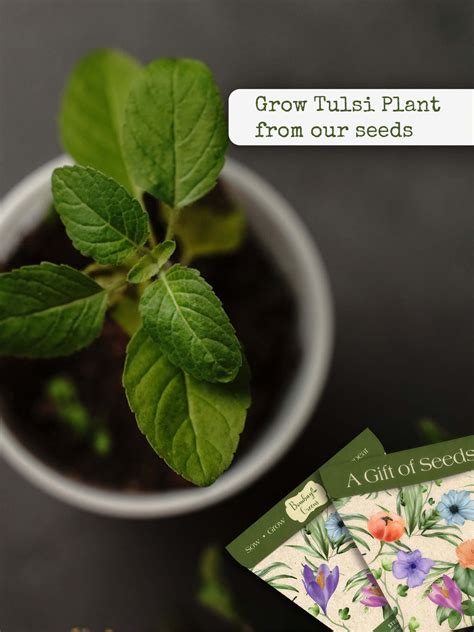 Tulsi Seeds - Buy Tulsi beej Online India | Bombay Greens