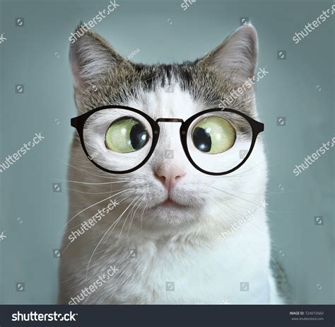 58 Cat Ophtalmology Images, Stock Photos & Vectors | Shutterstock