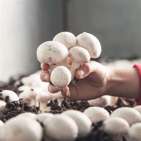 At South Mill Champs, our commitment to innovation has helped us shape ...