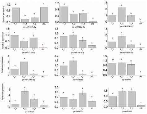 Identification and Expression of miRNAs Related to Female Flower ...