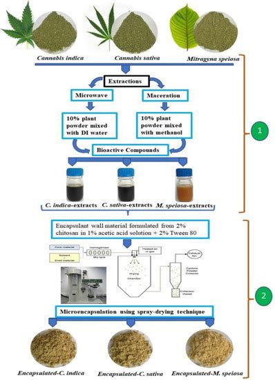 Extraction, Characterization, and Chitosan Microencapsulation of ...