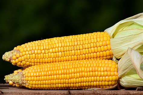 “玉米制种之乡”大具：以种稳粮，多措并举发展玉米制种产业，助推乡村振兴！__财经头条
