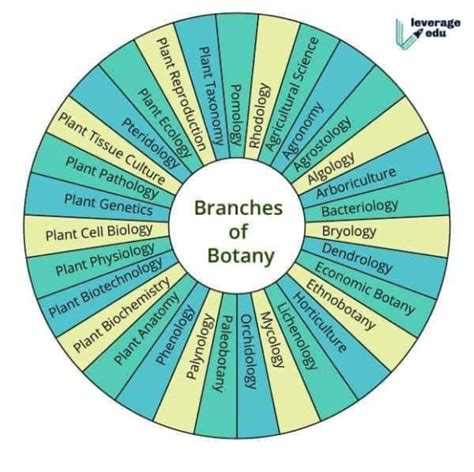 Botany 的图像结果