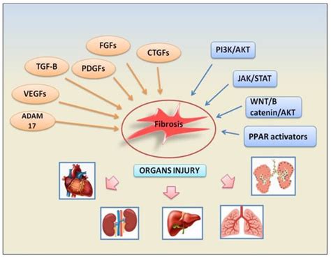 Molecular Mechanisms in Fibrotic Evolution during Autoimmune Diseases ...