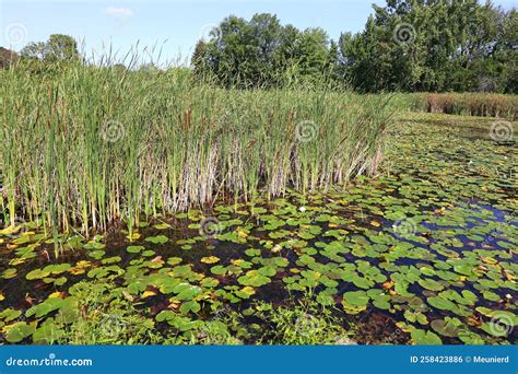 Field of Water Lily and Cattails. Stock Photo - Image of bloom ...