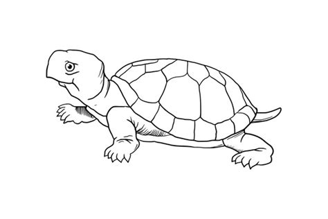 Image result for Box Turtle Shell Drawing