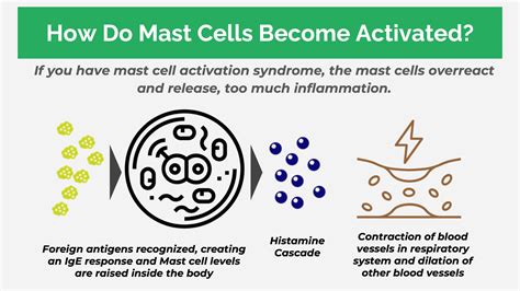Top 7 Mast Cell Activation Syndrome Triggers You Should Avoid | Mast cell activation syndrome ...