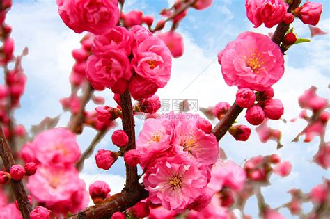 桃花是什么季节开的，春季3-4月盛开，象征甜蜜美满的爱情-优刊号