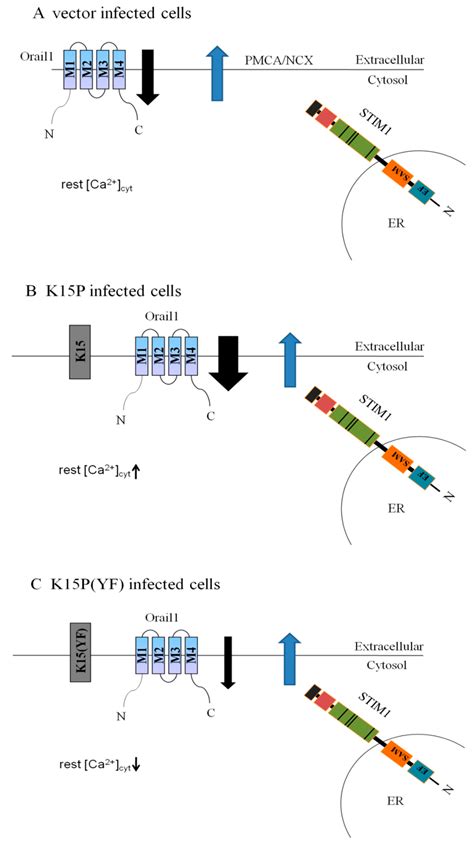 K15 Protein of Kaposi’s Sarcoma Herpesviruses Increases Endothelial ...