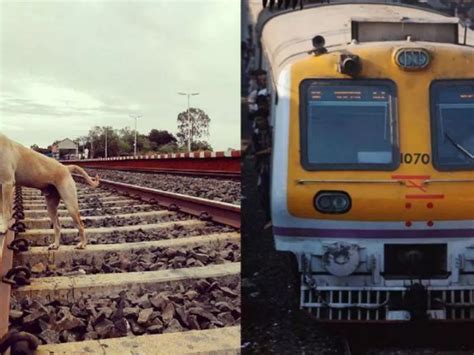 Mumbai Motorman 'Hero' Slows Down Busy Train, Saves The Life Of A Stray ...