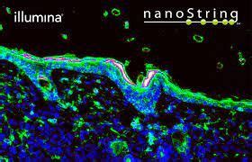 NanoString Spatial Transcriptomics 的图像结果