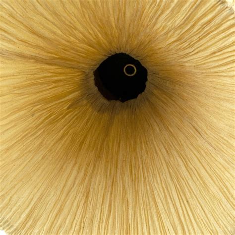 Buy Pendant Lamps | Dandelion Pendant Lamp | Shop at The Purple Turtles ...