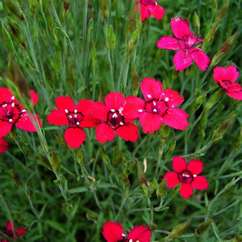 Dianthus Seeds – Flashing Lights Deltoides