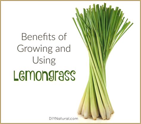 Lemongrass Benefits And Side Effects