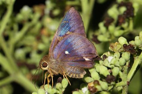 Hasora badra badra | Butterfly