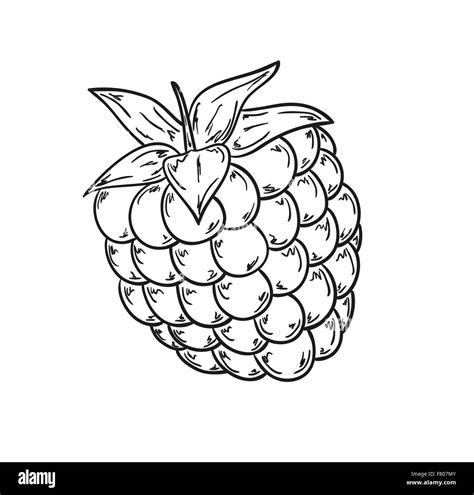 Image result for Raspberry Drawing Tutorial