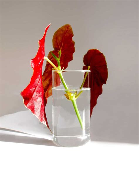 How to Grow and Care For Polka Dot Plant Indoors - Plantglossary