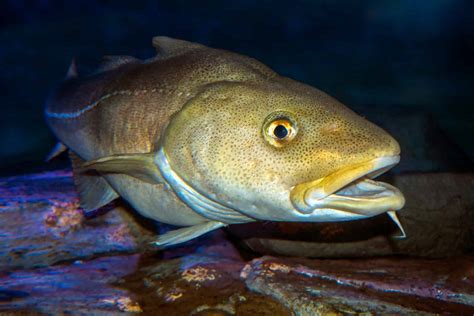 Image result for Small Cod Fish