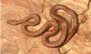 Patternless Pygmy Python 的图像结果