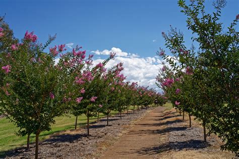 Crape myrtle, a good tree for Benicia – Benicia Tree Foundation
