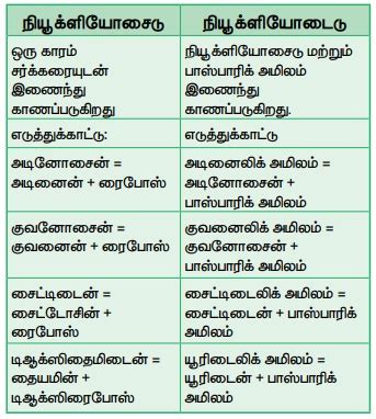 நியூக்ளிக் அமிலங்கள் - உயிரி மூலக்கூறுகள் - DNA- RNA வின் அமைப்பு ...