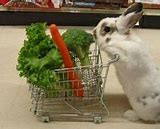 Image result for Feeding Baby Rabbits