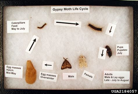 Gypsy Moth Life Cycle