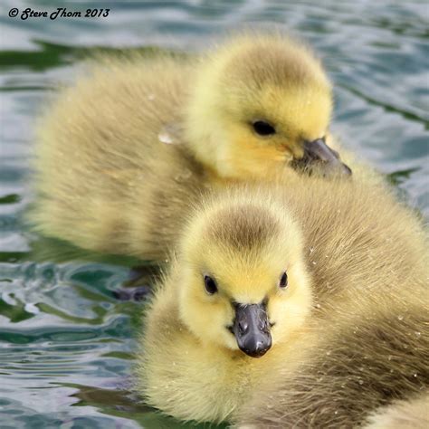 129 of 365 - Canada goose chicks | Canada goose goslings at … | Flickr