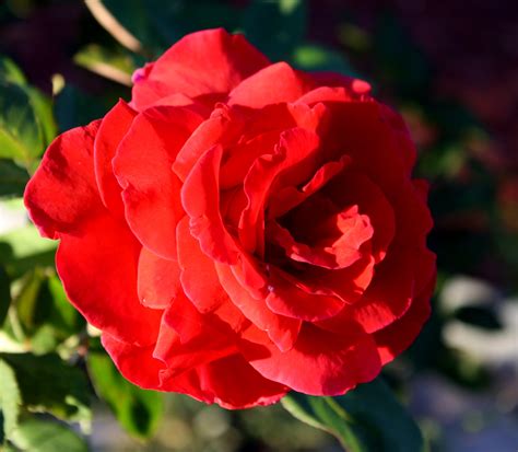 Red Rose in Bloom Picture | Free Photograph | Photos Public Domain