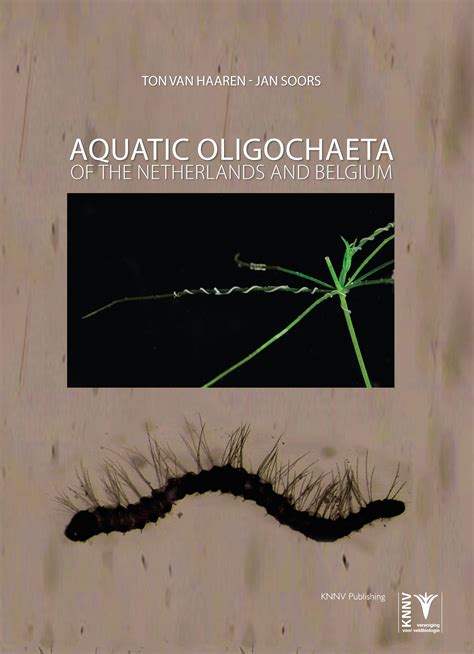 Reproduction Of Oligochaeta