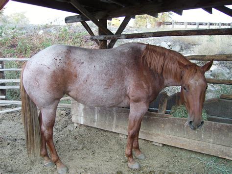 strawberry roan | Horses, Appaloosa horses, Beautiful horses