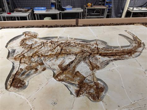 科学家检测亿年前恐龙骨骼:探秘伤口自愈机制|文章|中国国家地理网