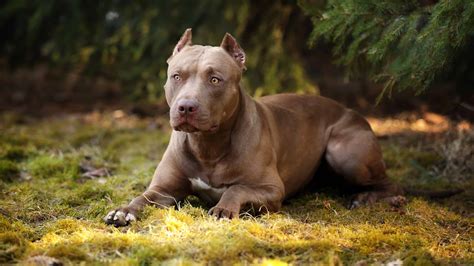 Male Pit Bull vs. Female Pit Bull: 6 Key Differences - A-Z Animals
