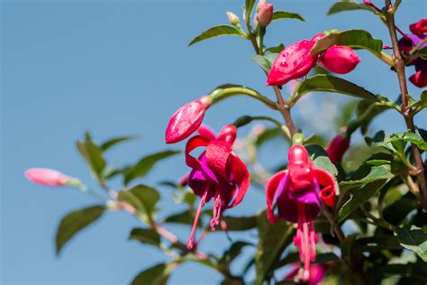 How to Grow and Care for Fuchsia