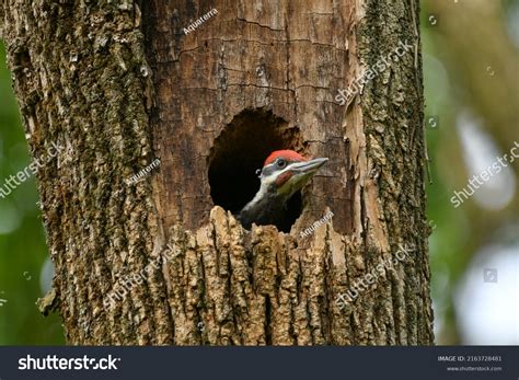Woodpecker Bird Nest
