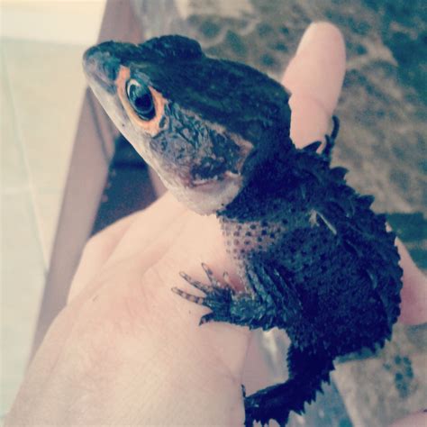 My newest red eyed croc skink! : r/reptiles