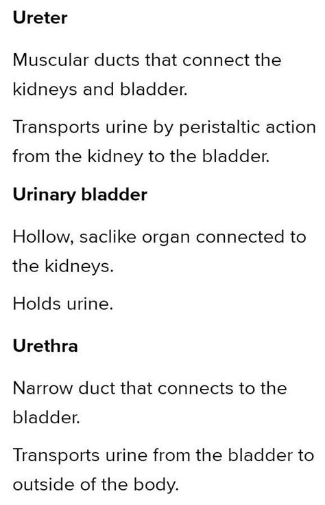 Along with the kidneys, the ureters, bladder, and urethra make up the ...